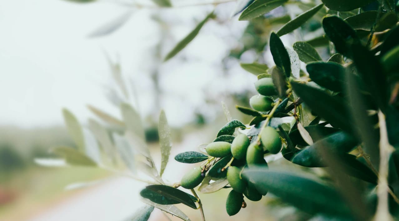 Contact Chef H. Delgado